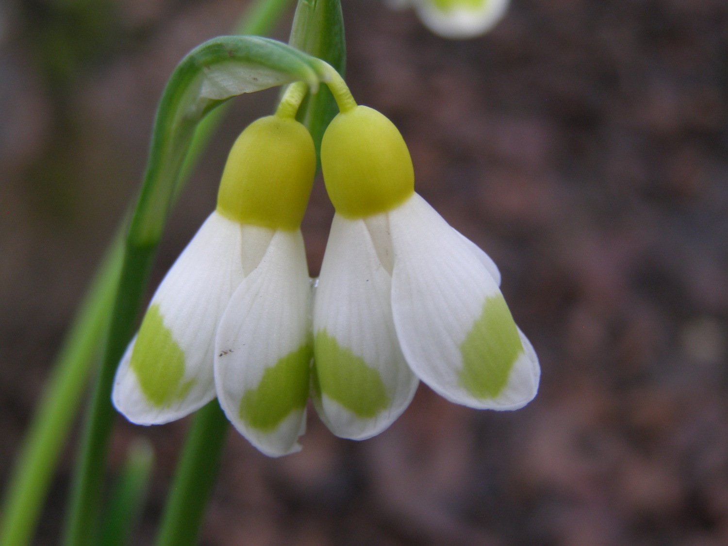 Galanthus plicatus 'Golden Tears'